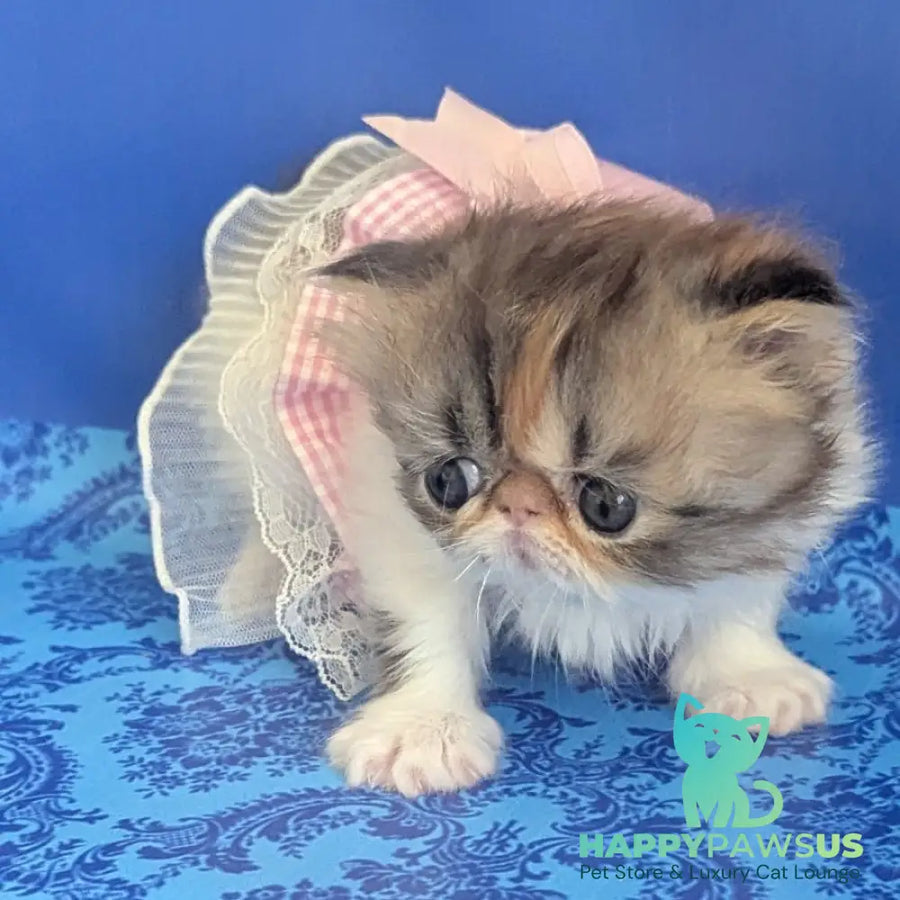 Roksolana Persian female black tortie tabby harlequin - live animals