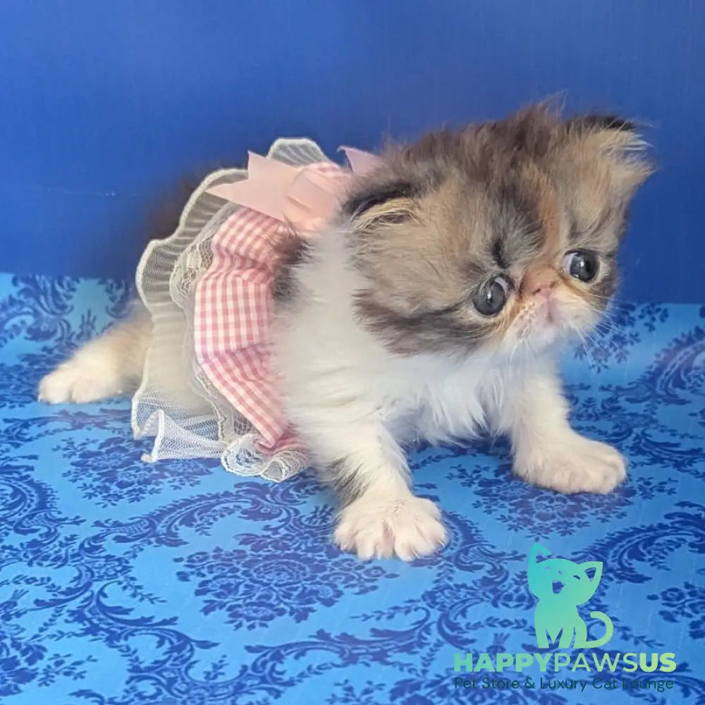 Roksolana Persian female black tortie tabby harlequin - live animals
