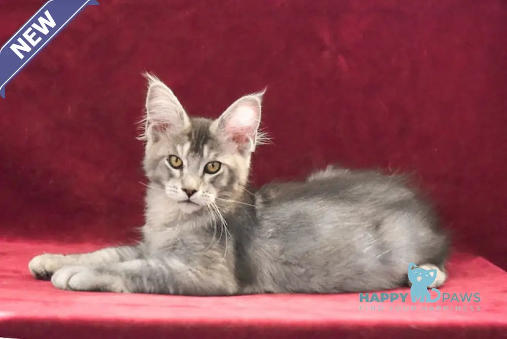 Rolando Maine Coon male black silver ticked tabby live animals