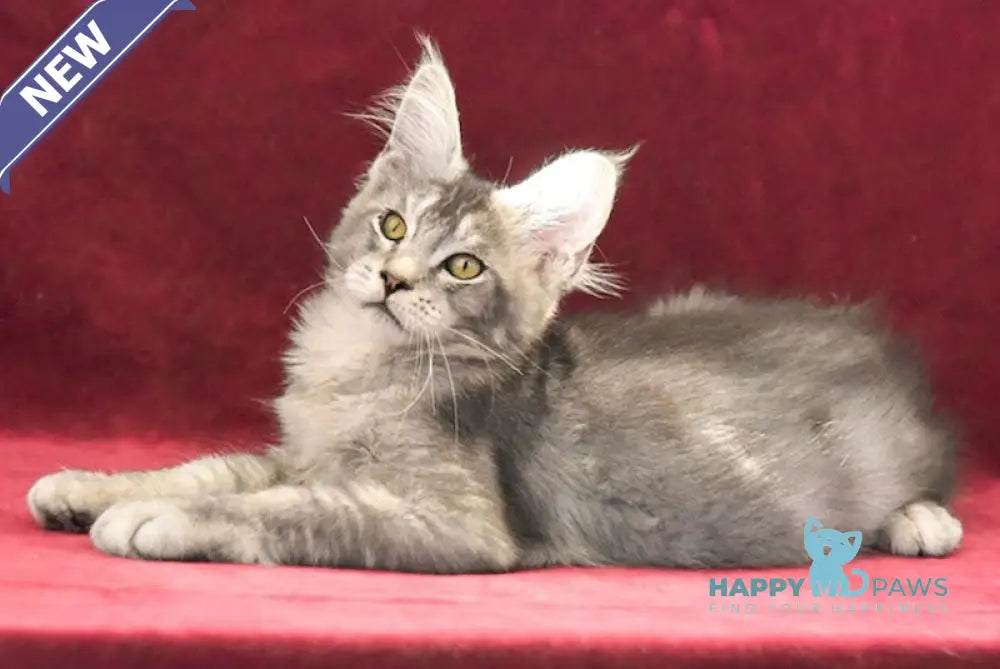 Rolando Maine Coon male black silver ticked tabby live animals