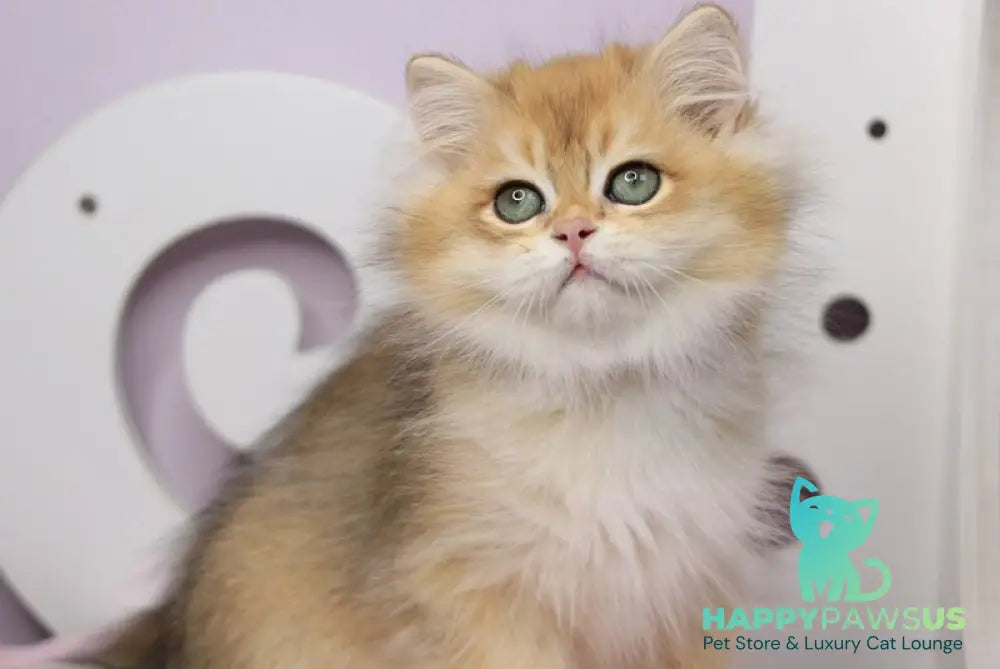 Rolex British Longhair male black golden chinchilla - live animals