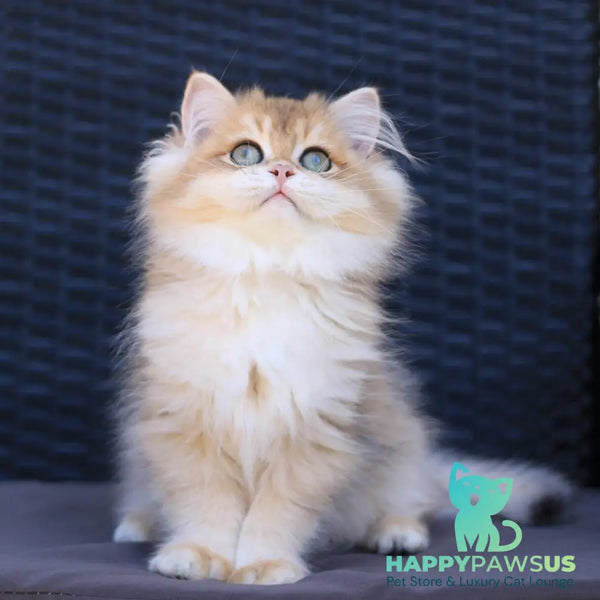 Rolex British Longhair male black golden chinchilla - live animals