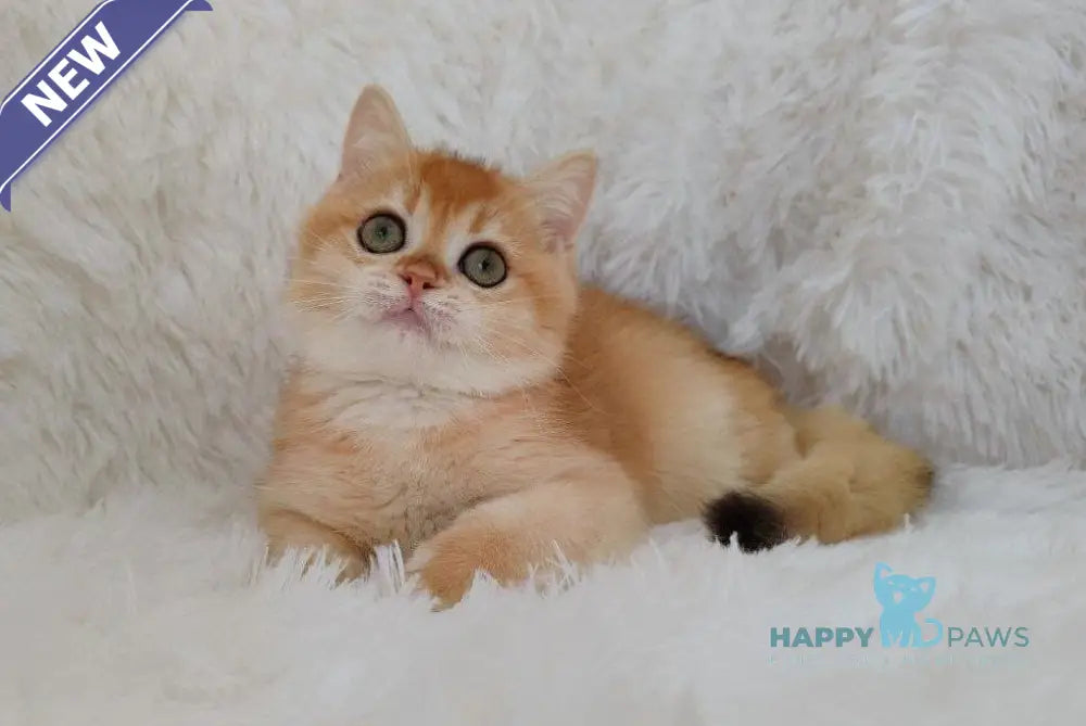 Rolex British Shorthair male black golden chinchilla live animals