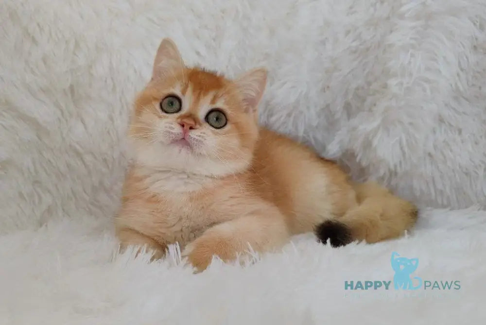 Rolex British Shorthair male black golden chinchilla live animals