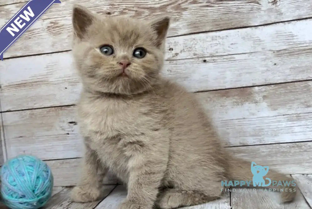 Rolex British Shorthair male lilac live animals