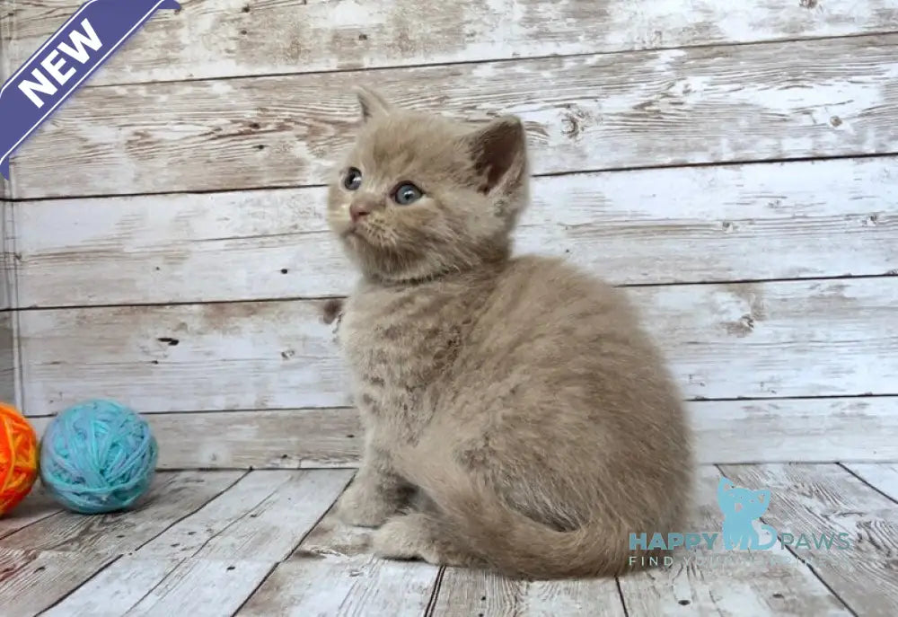 Rolex British Shorthair male lilac live animals