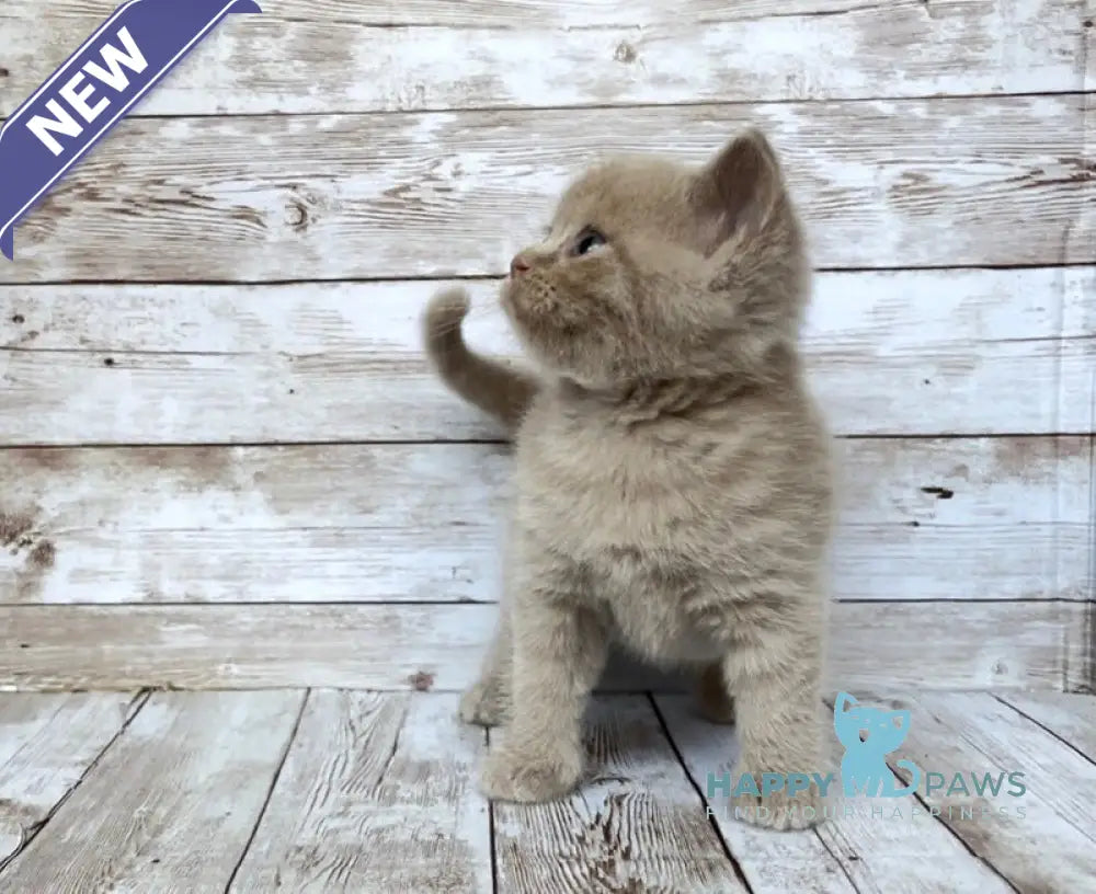 Rolex British Shorthair male lilac live animals