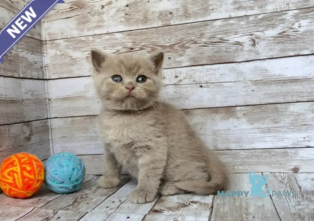 Rolex British Shorthair male lilac live animals