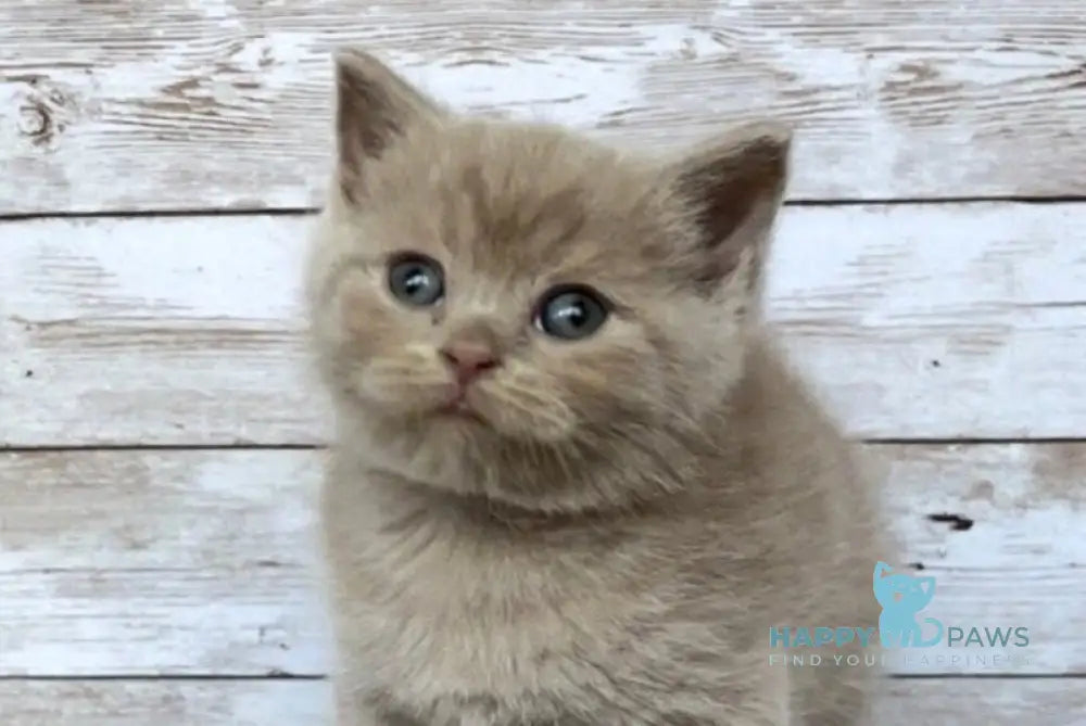 Rolex British Shorthair male lilac live animals