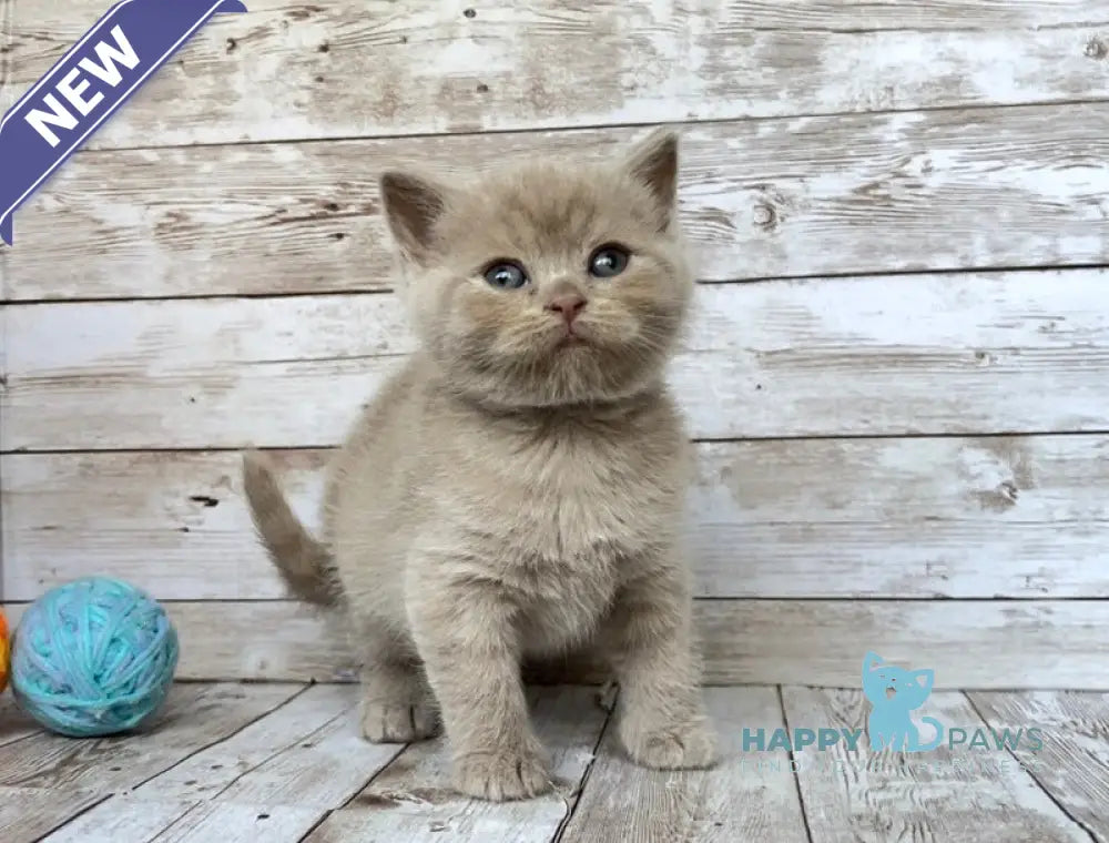 Rolex British Shorthair male lilac live animals