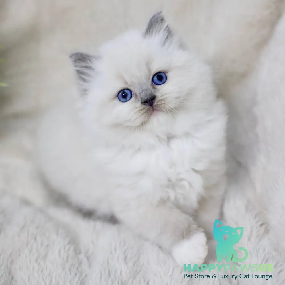 Rolex Ragdoll male blue mitted - live animals