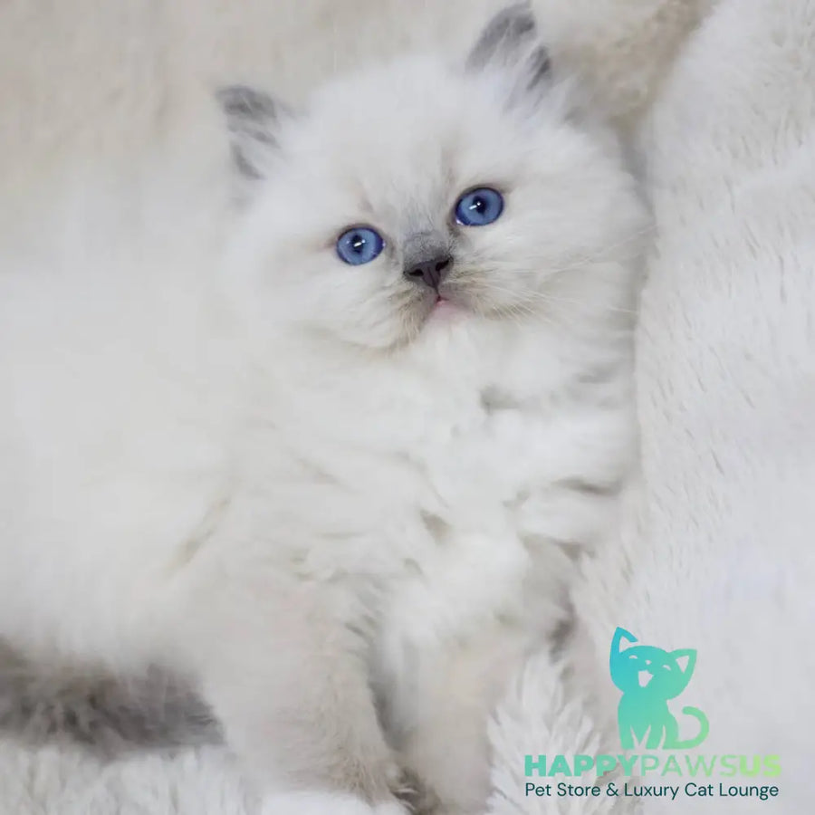 Rolex Ragdoll male blue mitted - live animals