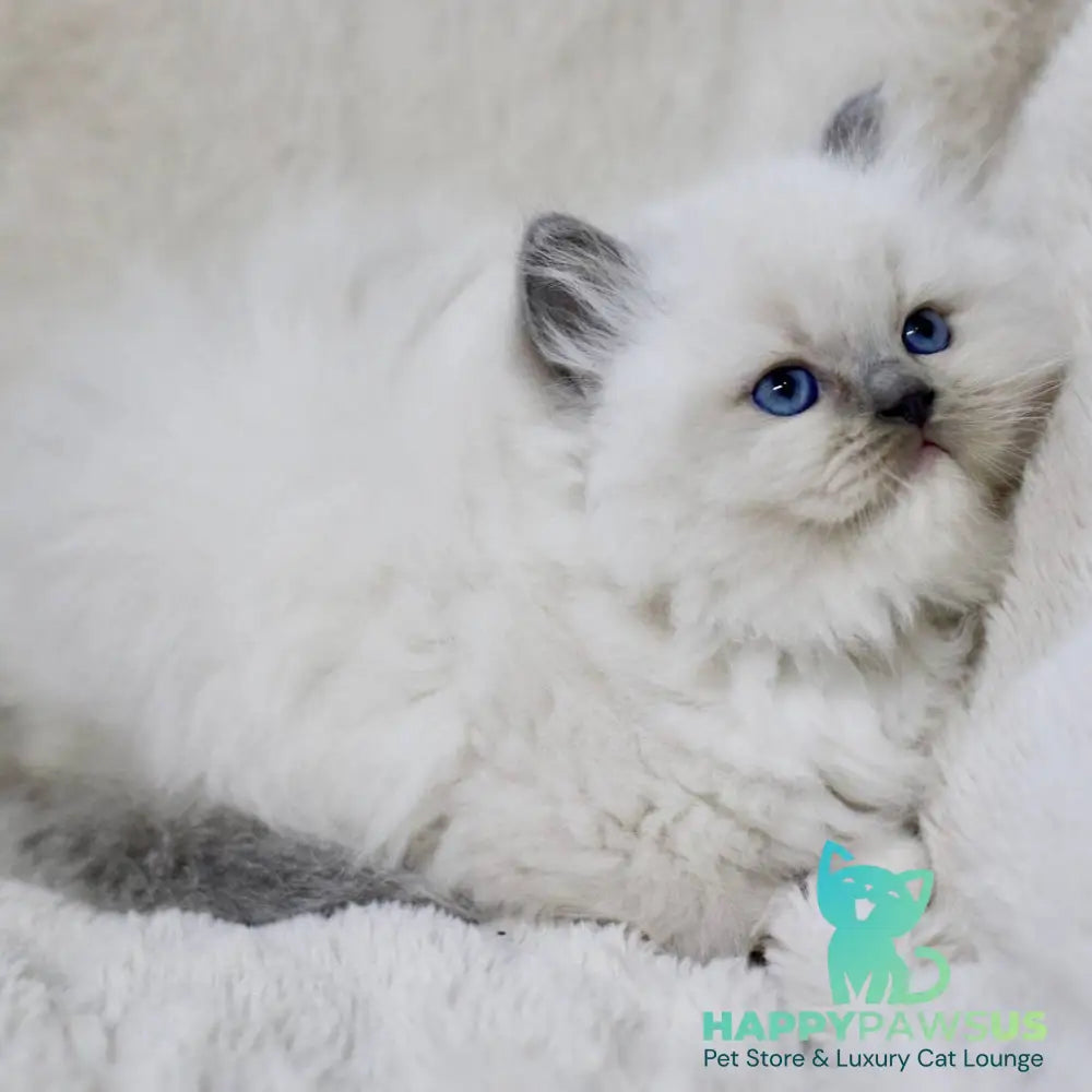Rolex Ragdoll male blue mitted - live animals