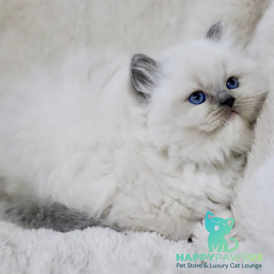 Rolex Ragdoll male blue mitted - live animals