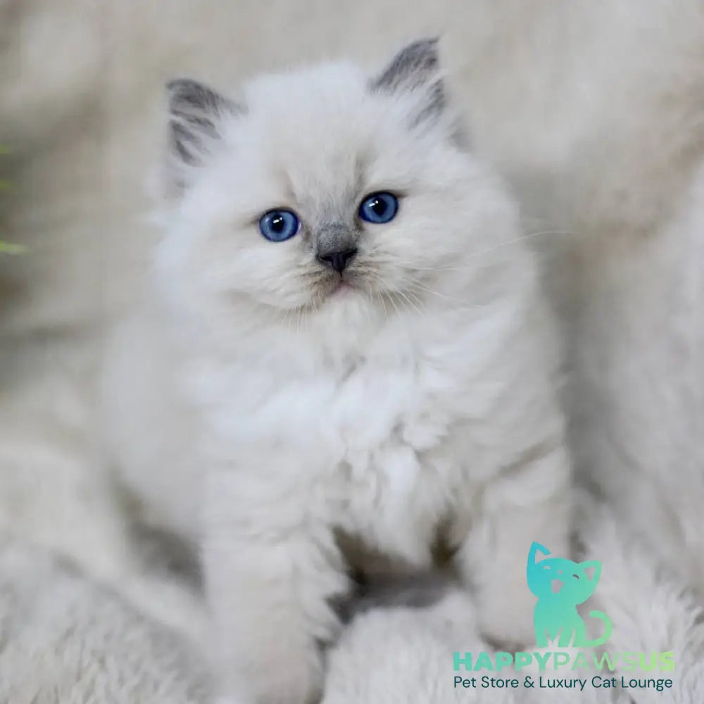 Rolex Ragdoll male blue mitted - live animals