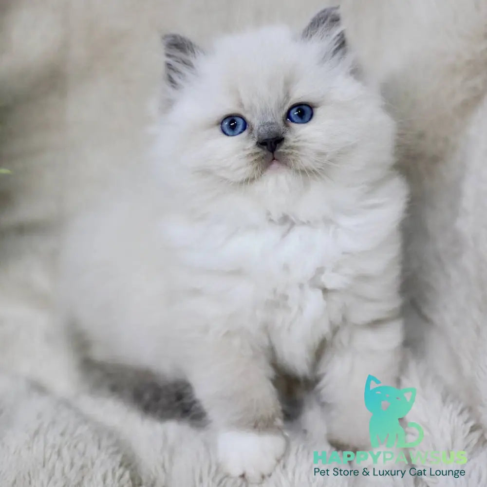 Rolex Ragdoll male blue mitted - live animals