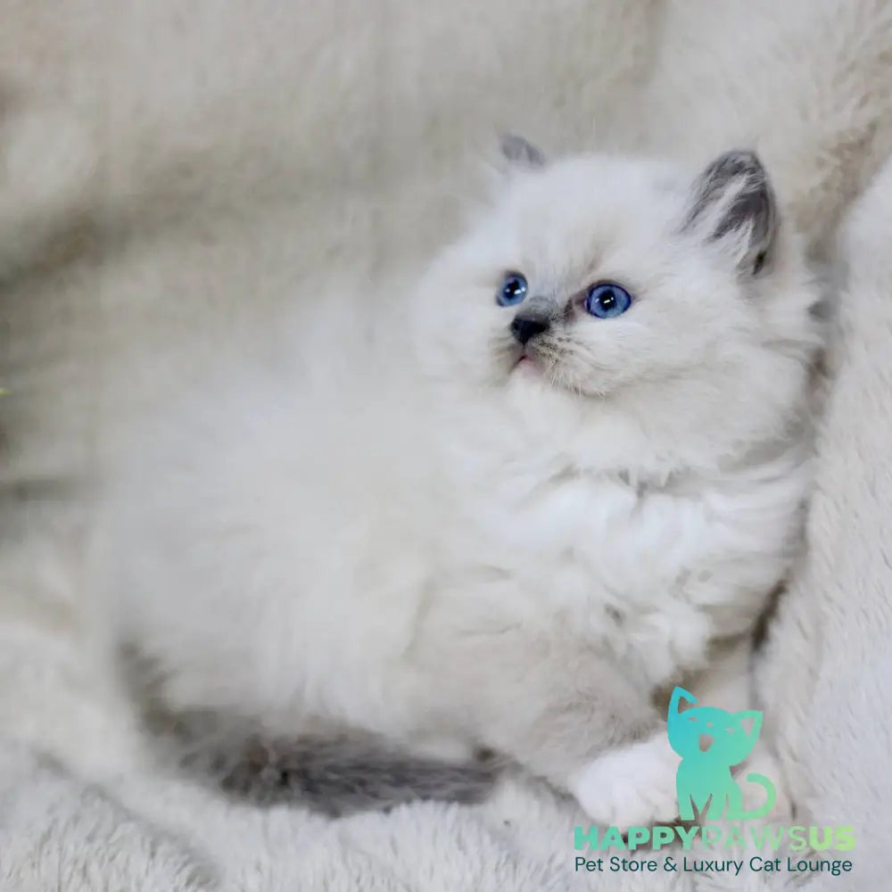 Rolex Ragdoll male blue mitted - live animals