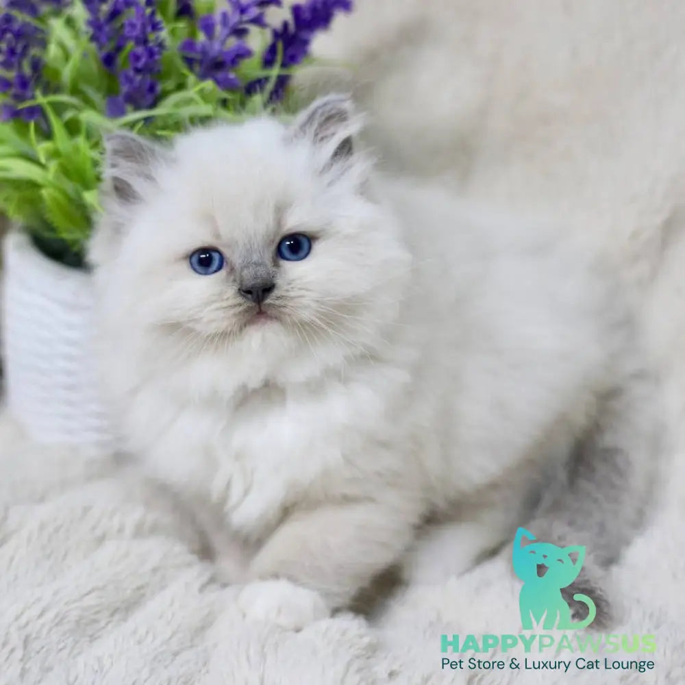 Rolex Ragdoll male blue mitted - live animals