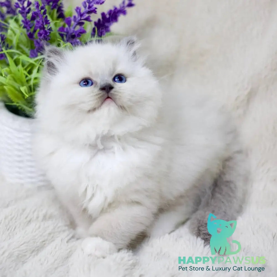 Rolex Ragdoll male blue mitted - live animals