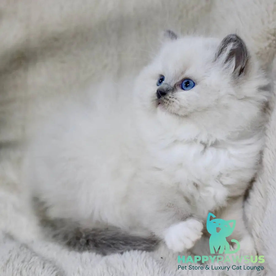 Rolex Ragdoll male blue mitted - live animals