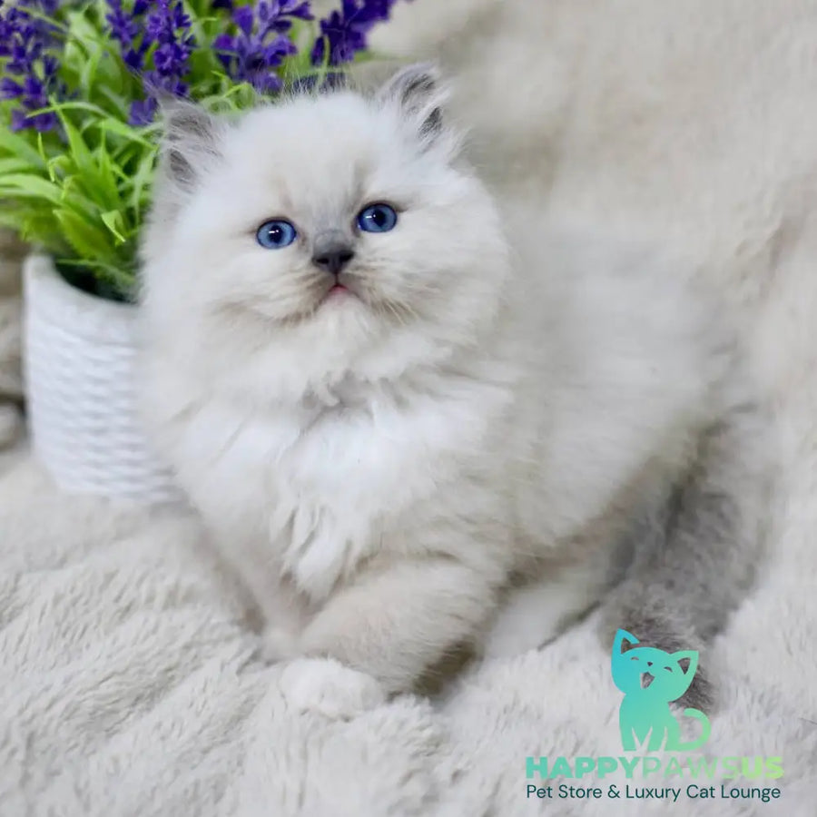 Rolex Ragdoll male blue mitted - live animals