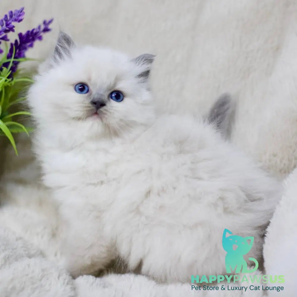 Rolex Ragdoll male blue mitted - live animals