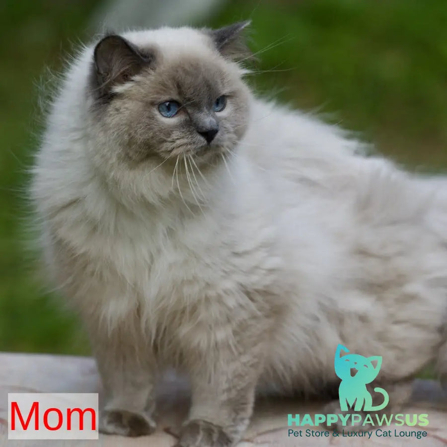 Rolex Ragdoll male blue mitted - live animals