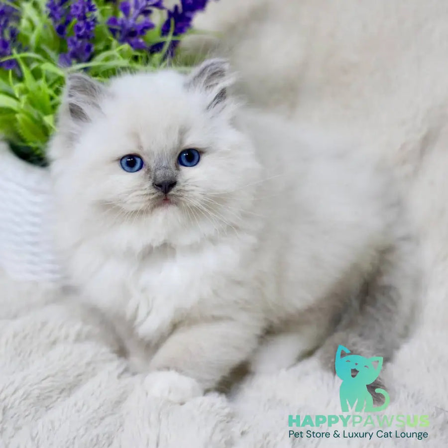 Rolex Ragdoll male blue mitted - live animals