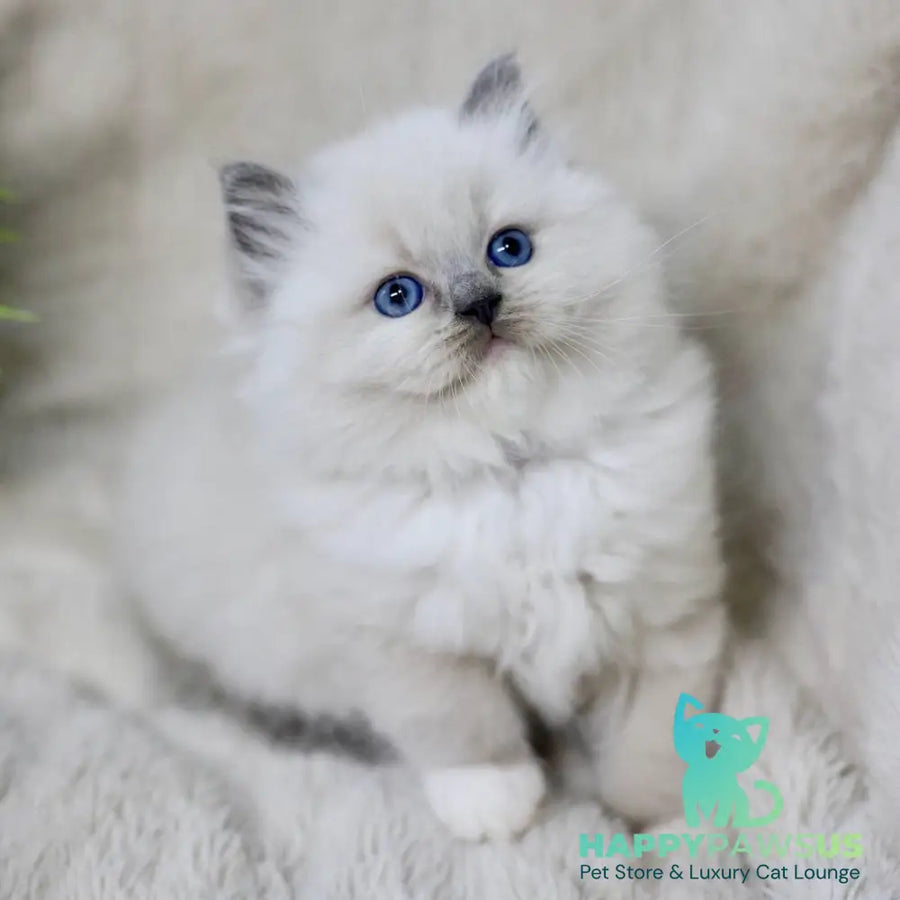 Rolex Ragdoll male blue mitted - live animals