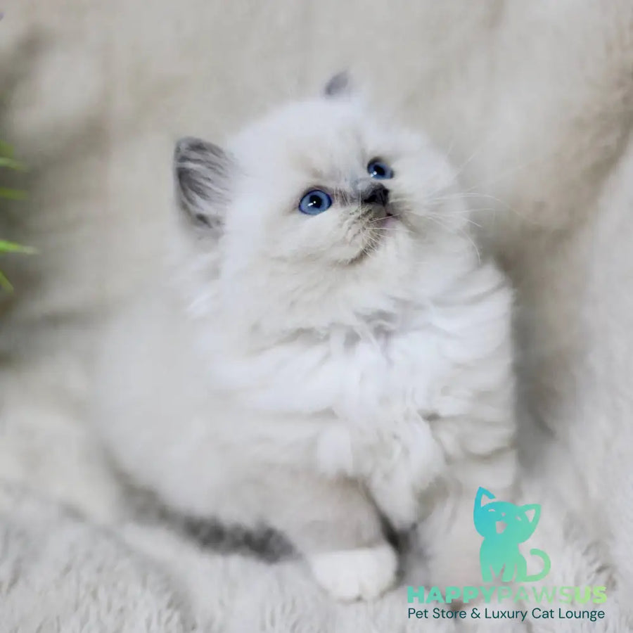 Rolex Ragdoll male blue mitted - live animals