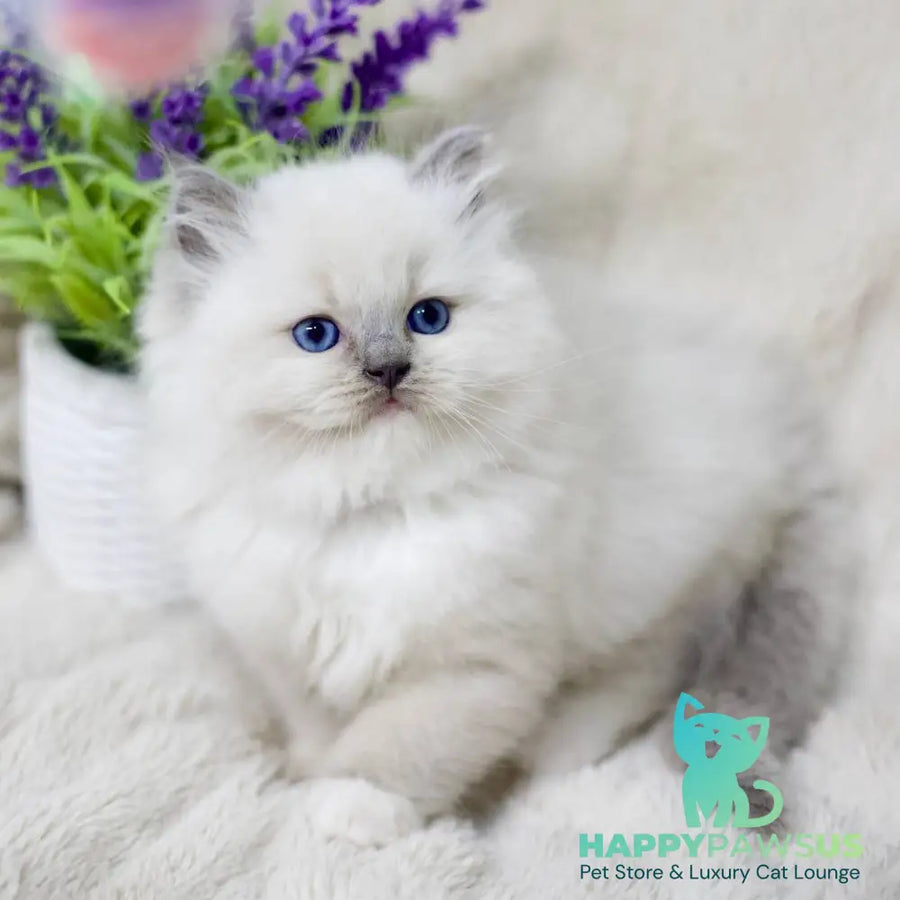 Rolex Ragdoll male blue mitted - live animals