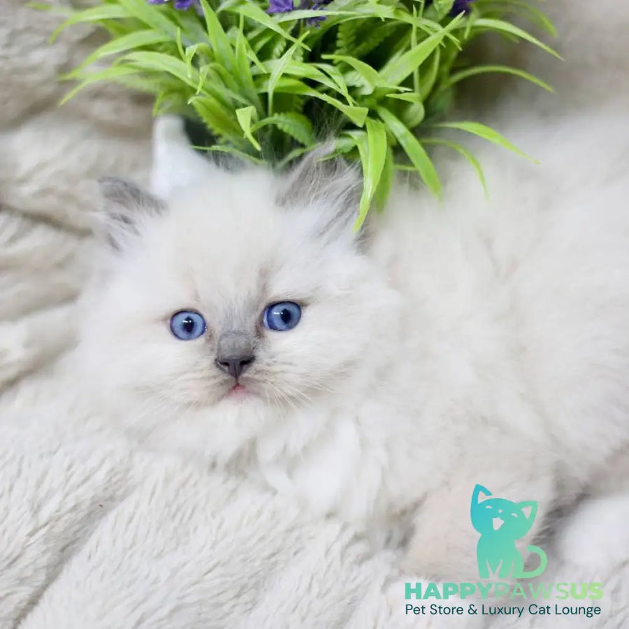 Rolex Ragdoll male blue mitted - live animals