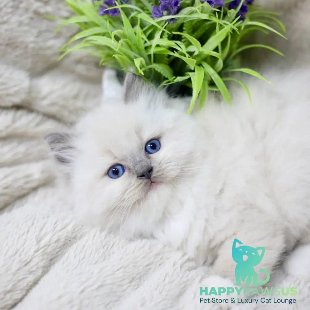 Rolex Ragdoll male blue mitted - live animals