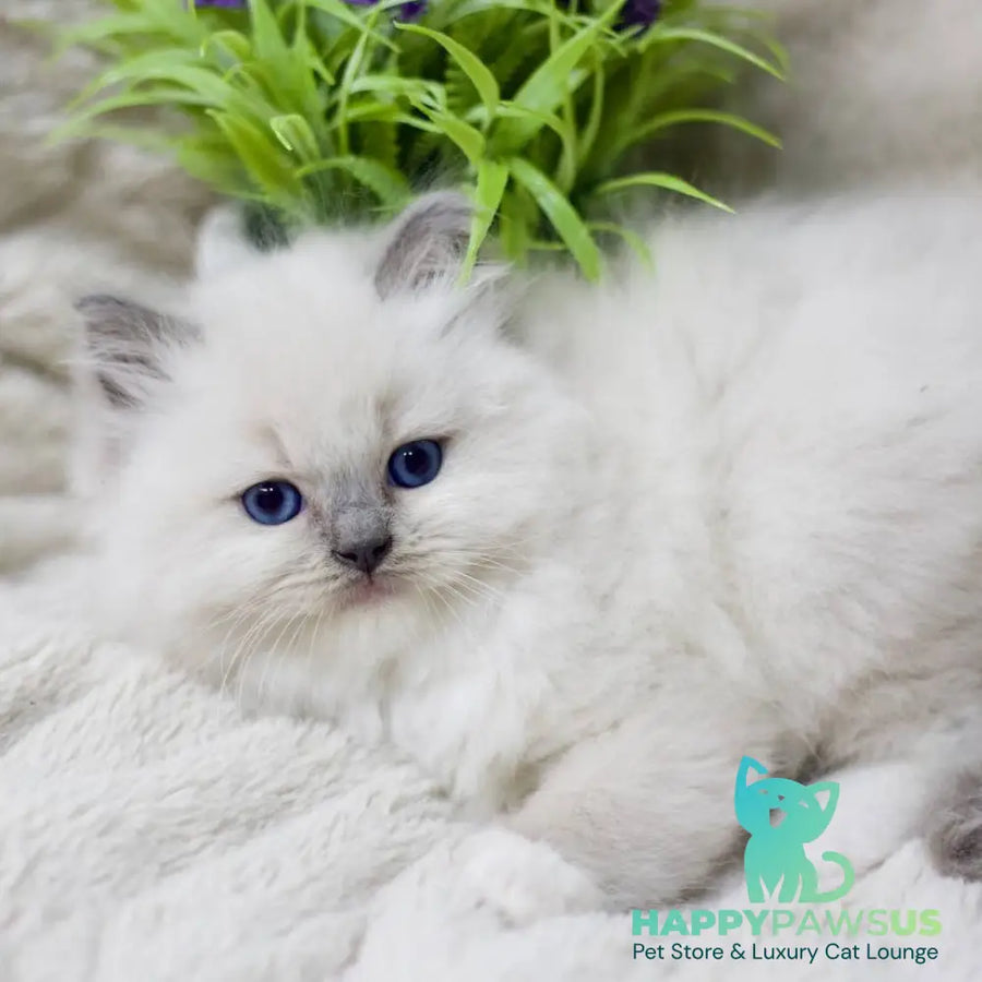 Rolex Ragdoll male blue mitted - live animals