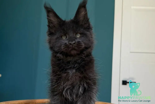 Rolling Stone Maine Coon male black - live animals