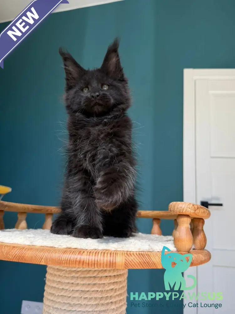 Rolling Stone Maine Coon male black - live animals