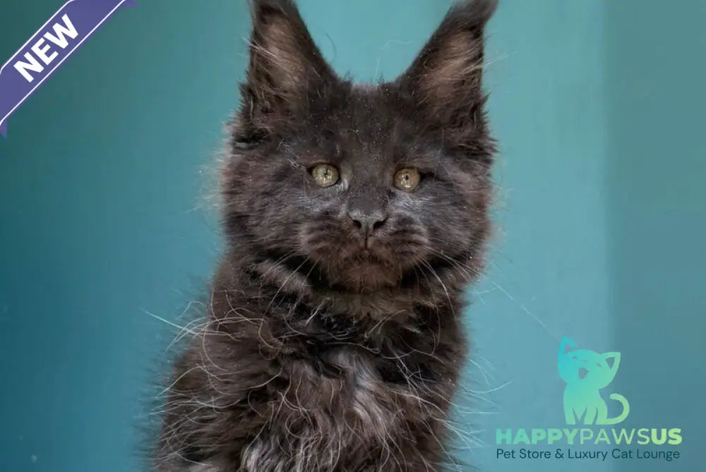 Rolling Stone Maine Coon male black - live animals