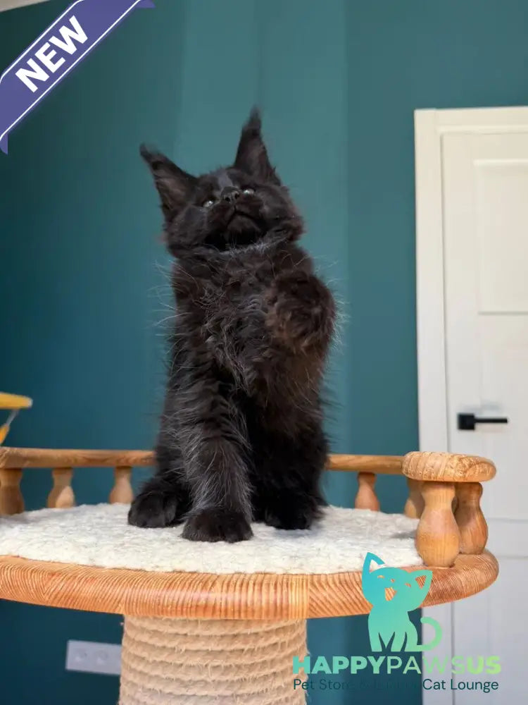 Rolling Stone Maine Coon male black - live animals