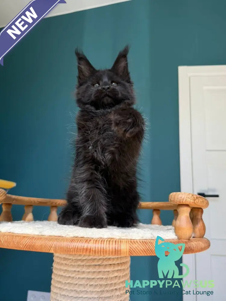 Rolling Stone Maine Coon male black - live animals