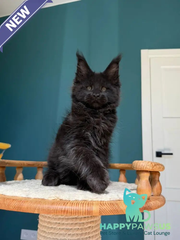 Rolling Stone Maine Coon male black - live animals