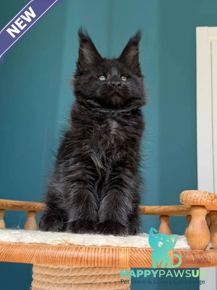 Rolling Stone Maine Coon male black - live animals