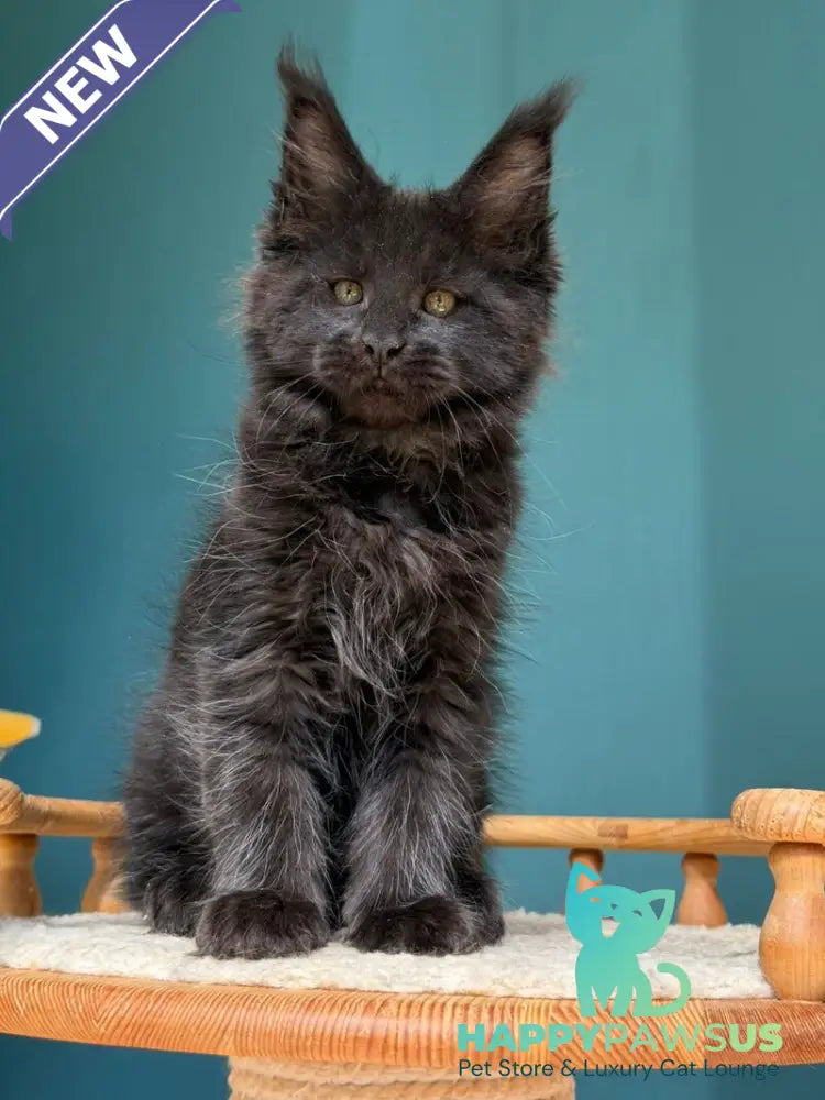 Rolling Stone Maine Coon male black - live animals