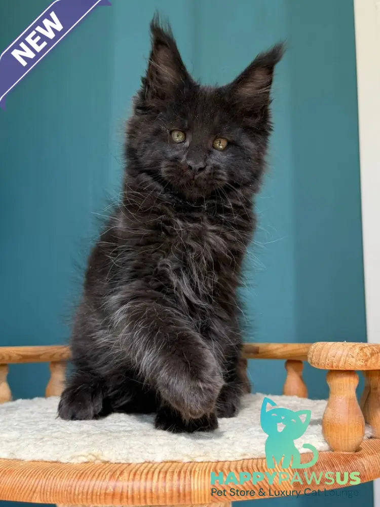Rolling Stone Maine Coon male black - live animals