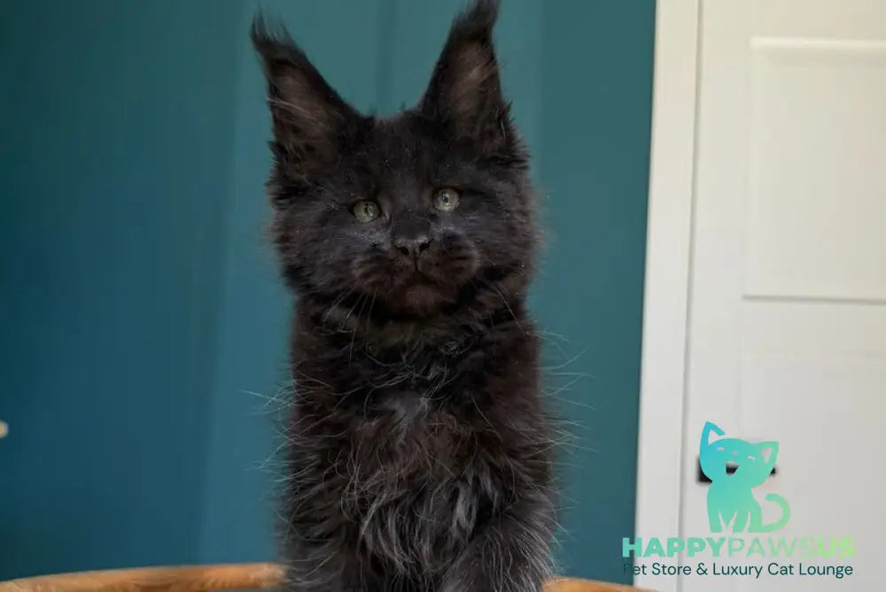 Rolling Stone Maine Coon male black - live animals
