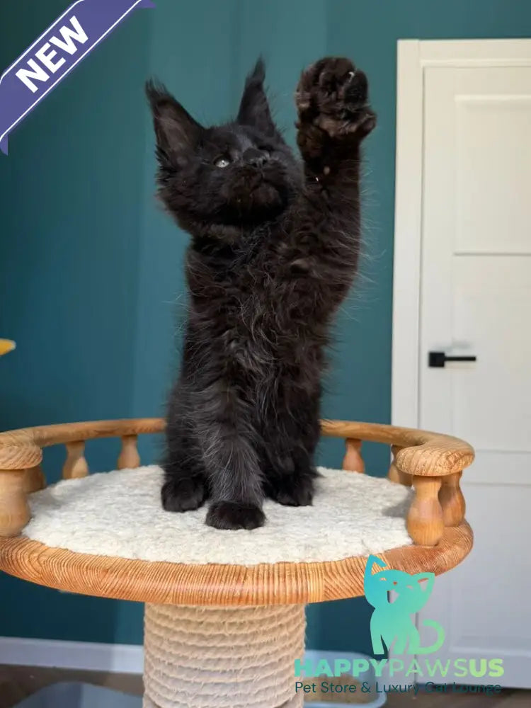 Rolling Stone Maine Coon male black - live animals