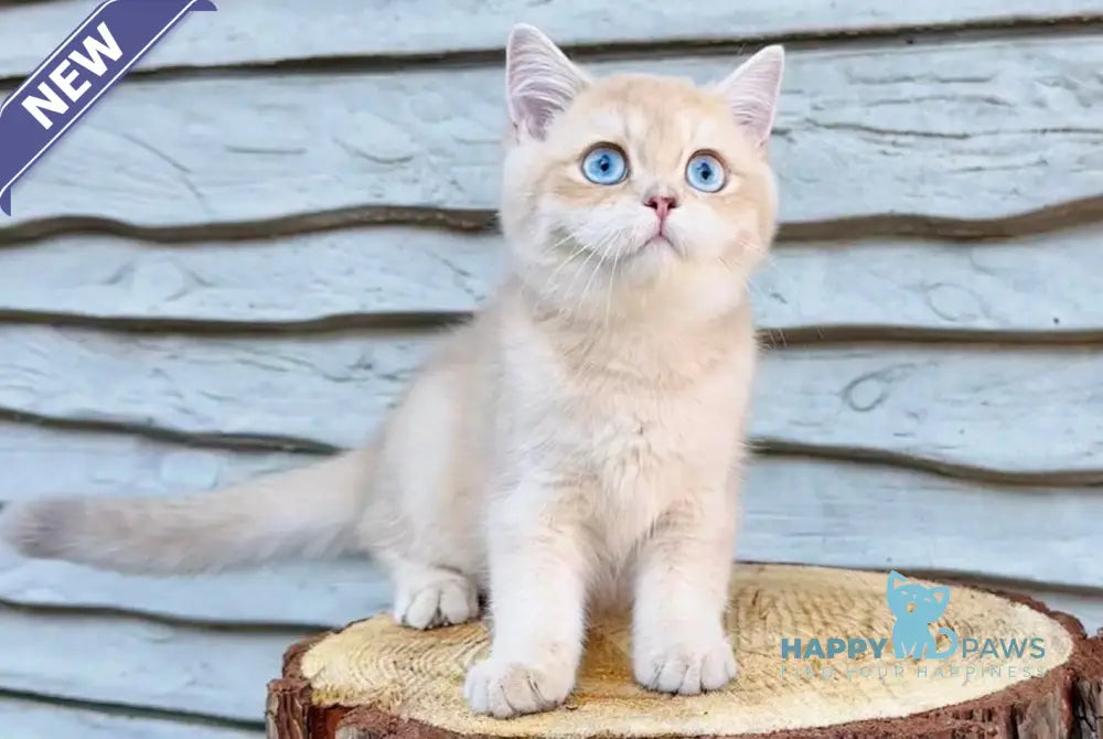 Rolls Royce British Shorthair male lilac golden chinchilla live animals