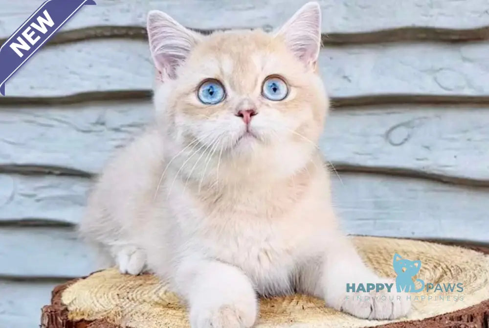 Rolls Royce British Shorthair male lilac golden chinchilla live animals
