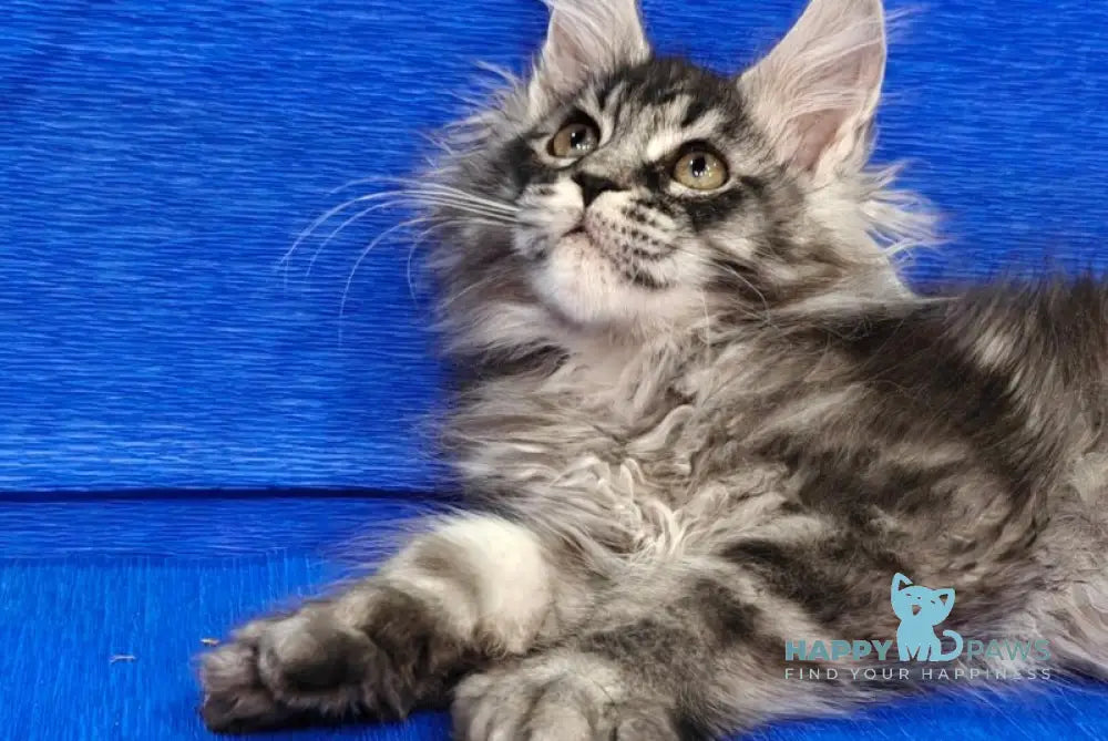 Rolls Royce Maine Coon male black silver tabby live animals