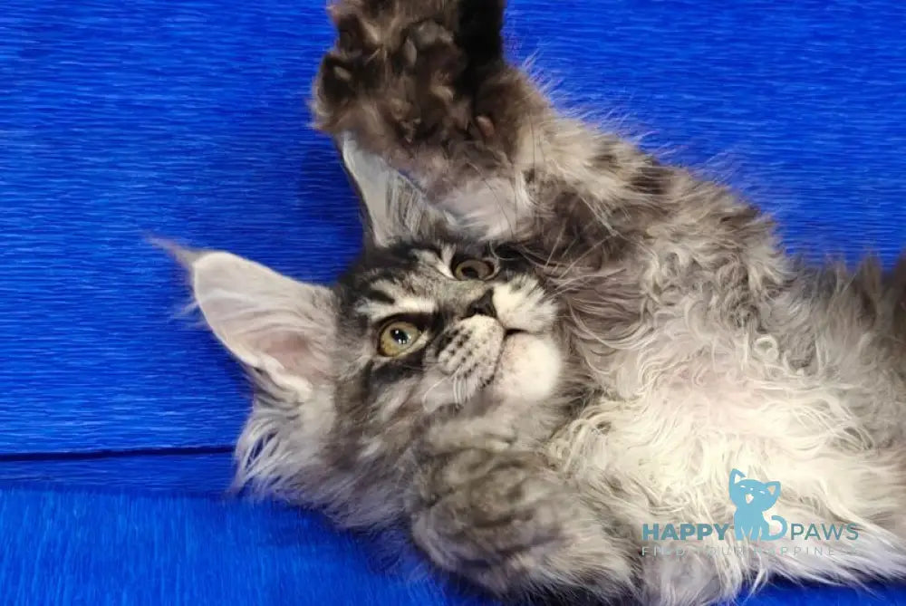 Rolls Royce Maine Coon male black silver tabby live animals