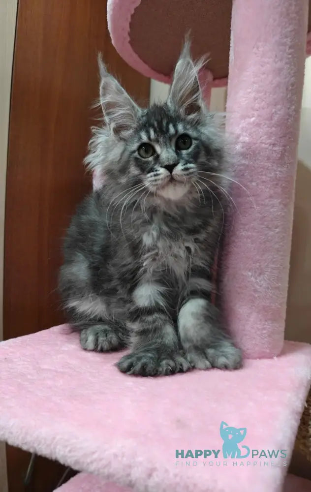 Rolls Royce Maine Coon male black silver tabby live animals